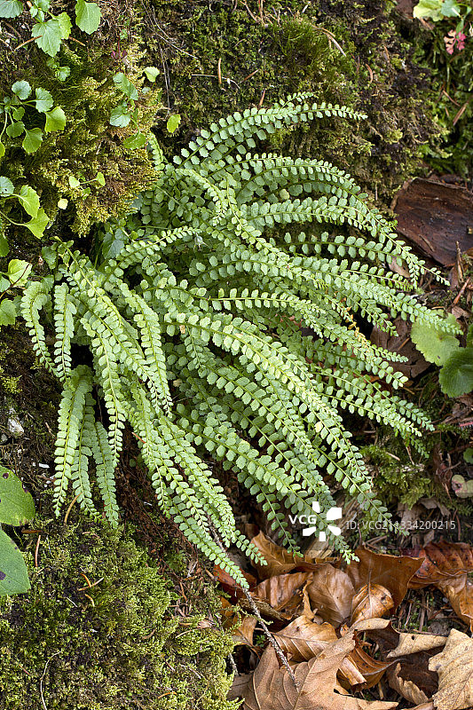 铁角蕨图片素材