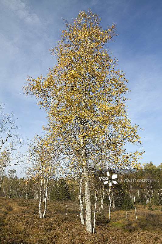 法国杜省弗拉斯内泥炭沼泽上的柔毛桦树图片素材