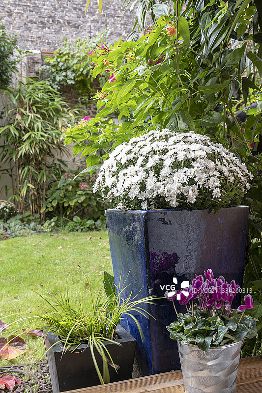 秋季法国加莱海峡花园中盆栽的白色菊花图片素材
