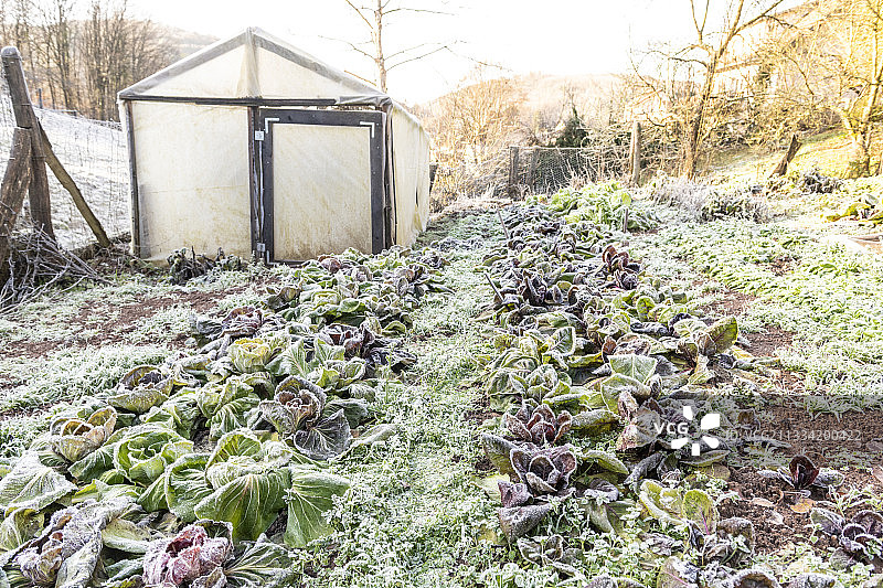 法国摩泽尔，冬季厨房花园里的冷冻蔬菜沙拉图片素材