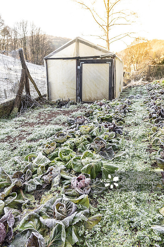法国摩泽尔，冬季厨房花园里的冷冻蔬菜沙拉图片素材