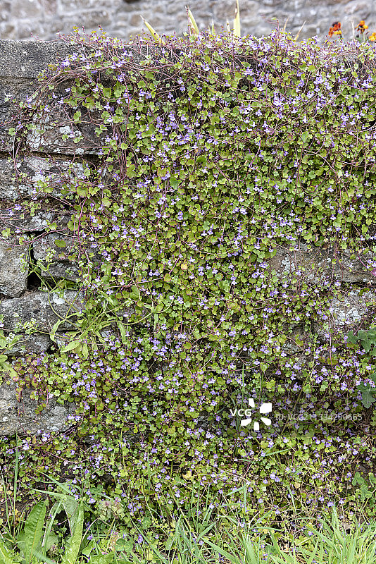 老石墙上的肯尼尔沃思常春藤（Cymbalaria muralis），法国科唐坦的春天图片素材