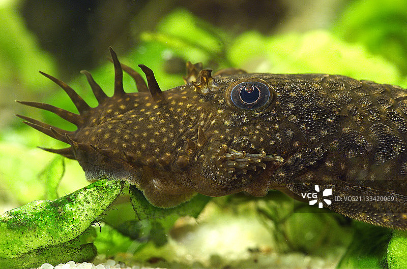 丹敏氏鬃毛鲶图片素材