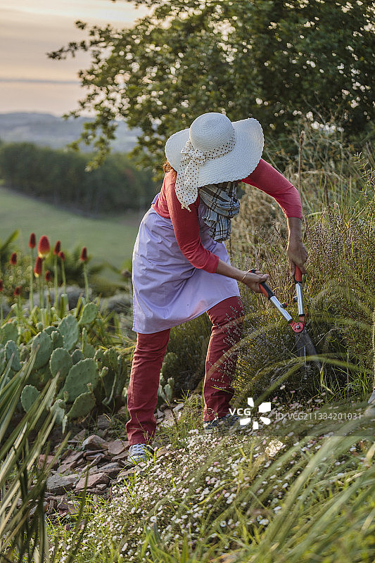 秋季修剪薰衣草的女人图片素材