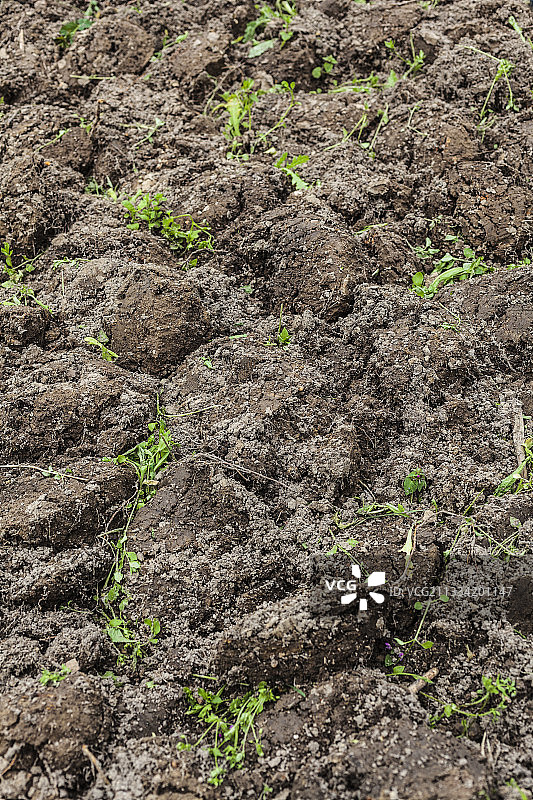 埋在地下的绿色肥料图片素材