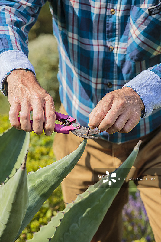 防止龙舌兰叶片损伤的修剪图片素材