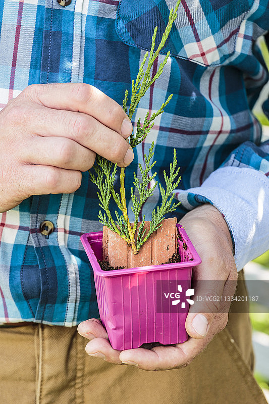 男人修剪针叶树图片素材