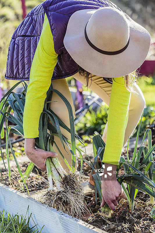 妇女在冬天收割大葱图片素材