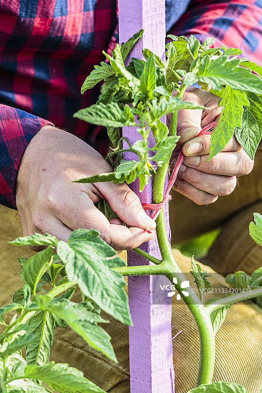 在木桩上固定番茄树桩图片素材