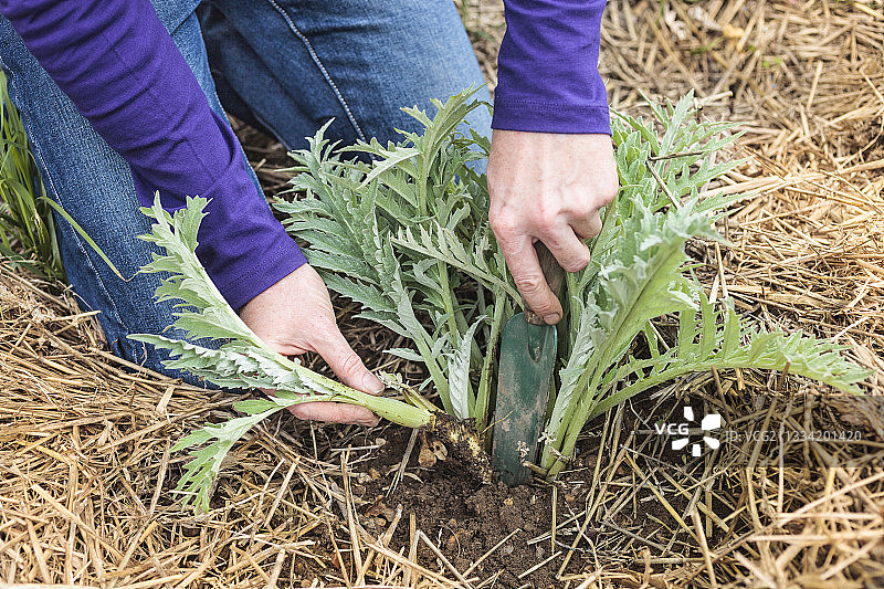 洋蓟的分株：一种春季种植方法图片素材