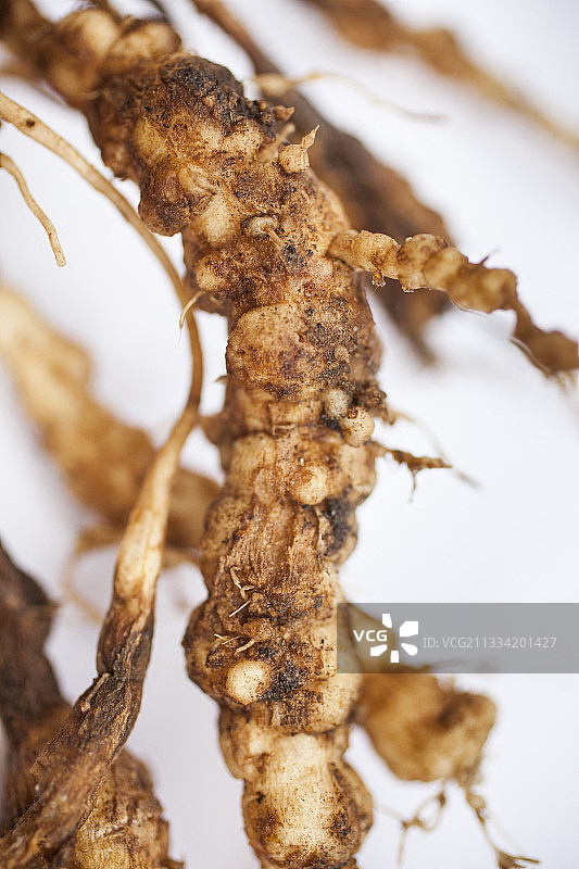 根结线虫(Meloidogyne sp)。肉眼看不见的蠕虫导致根部在肥大和栓皮、疥癣部分变形。橙色外壳含有卵，受到良好保护，因此这种寄生虫具有高度传染性。图片素材