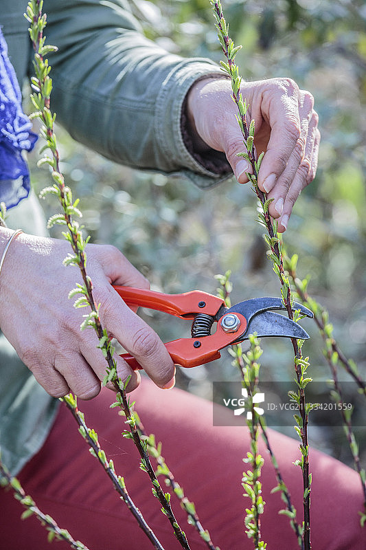 春季观赏柳的大小：去年生的枝条缩短一半。图片素材