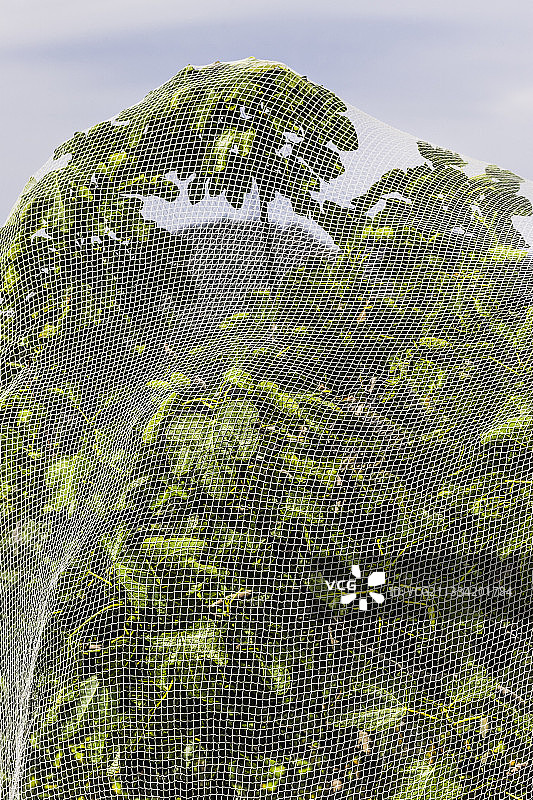 用于保护无花果树免受鸟类和黄蜂侵害的防护网图片素材