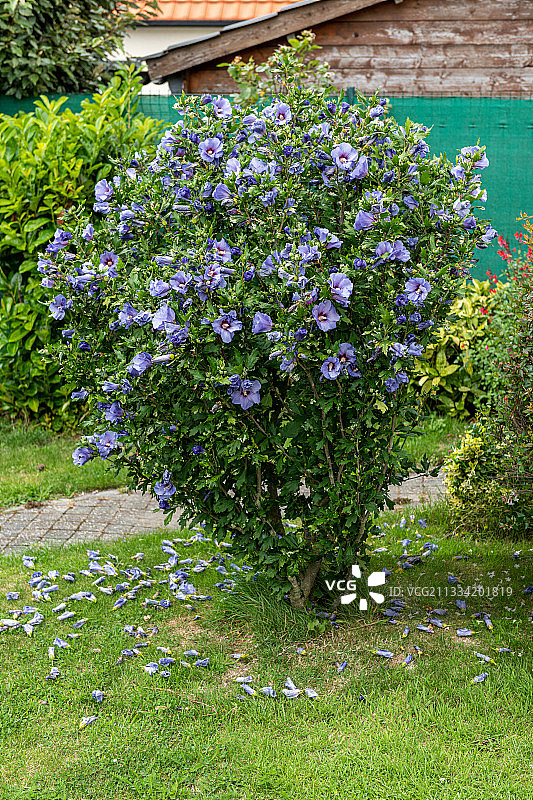 法国加莱海峡花园中盛开的木槿花图片素材