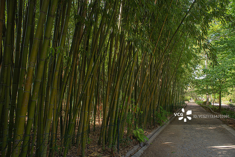 法国蒙彼利埃植物园的竹林和阴凉小巷图片素材