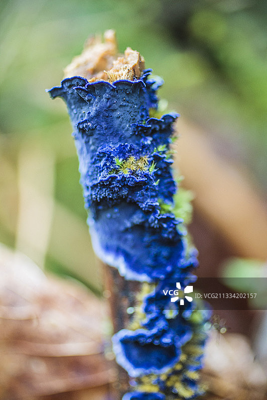 老黄杨木茎上的钴蓝色外壳（蓝地菌）图片素材