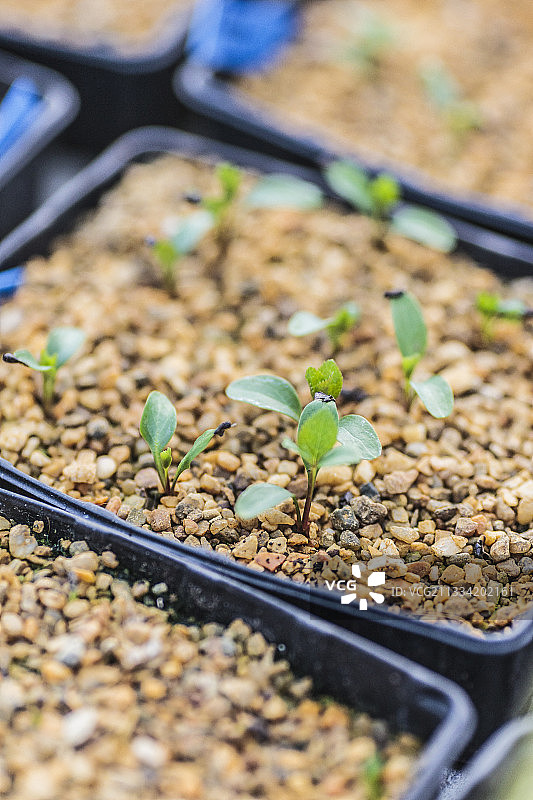 在桶中播种嚏根草(Helleborus orientalis)图片素材