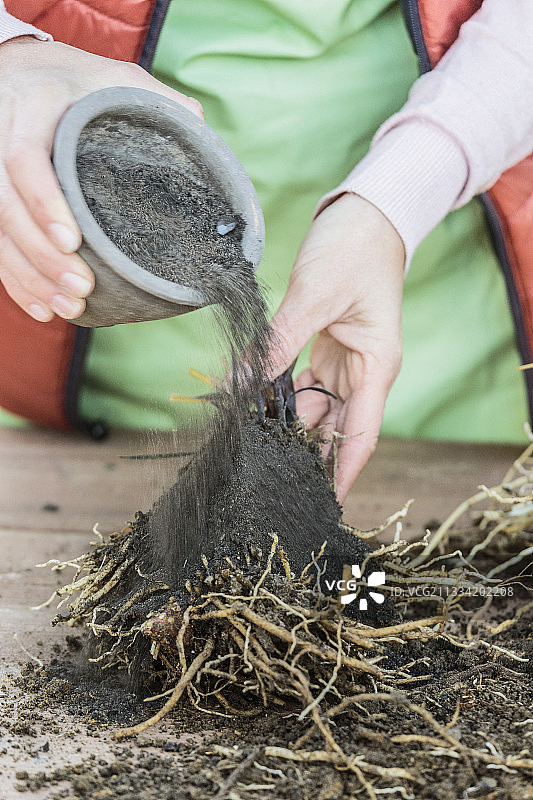 百子莲（Agapanthus sp）分株步骤：4、用草木灰愈合图片素材