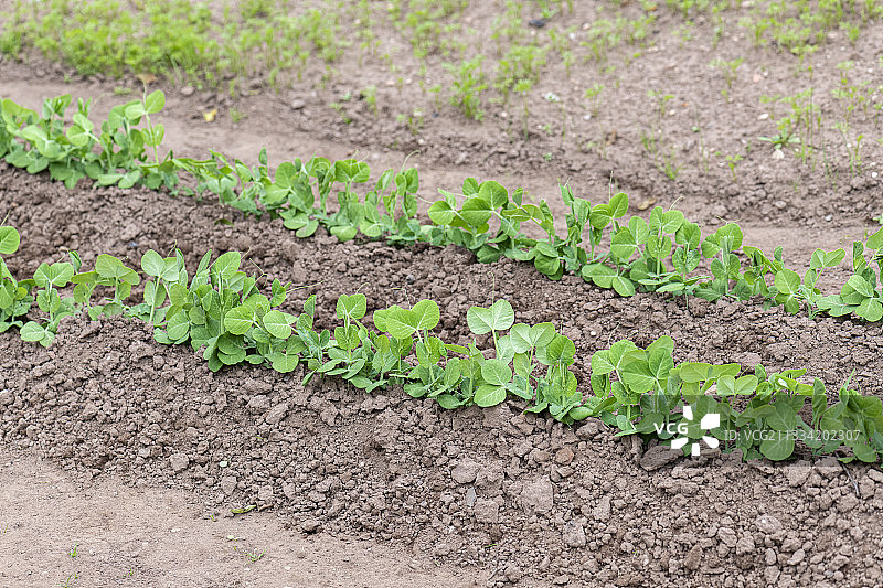 花园豌豆（Sans pareil品种），法国莫泽尔，春季图片素材