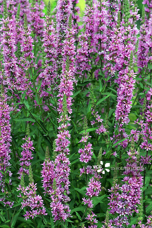 巴黎植物园的千屈菜花图片素材