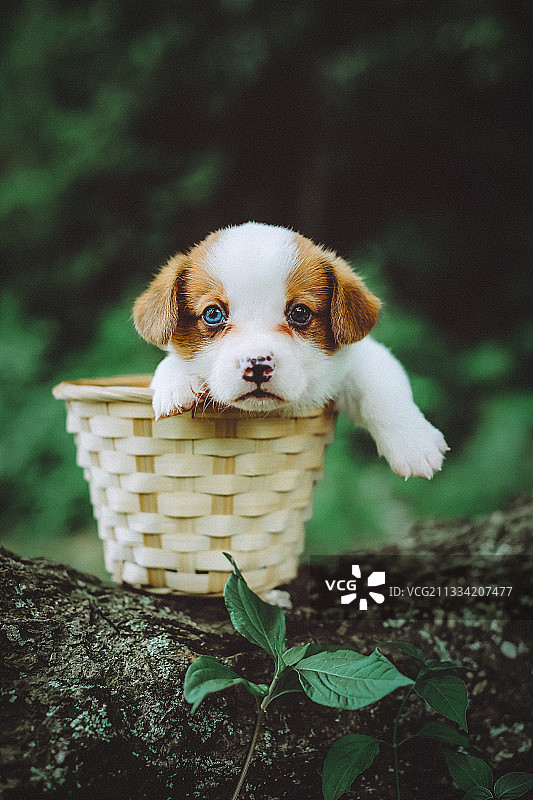 1A4A8027_副本图片素材