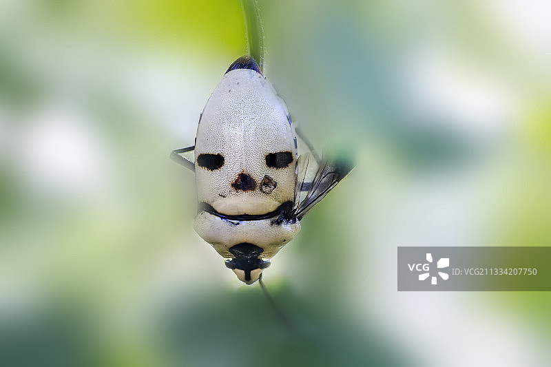 鬼脸昆虫图片素材