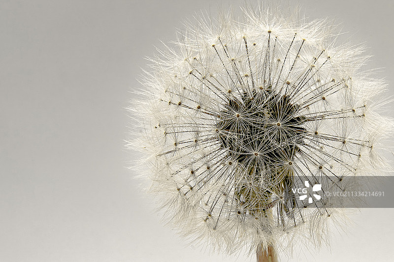 天空背景下的蒲公英特写图片素材