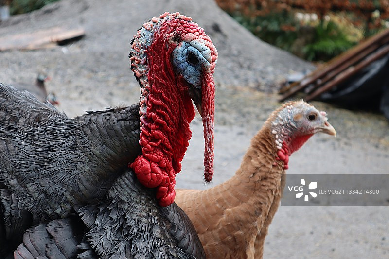 爱尔兰青铜火鸡图片素材