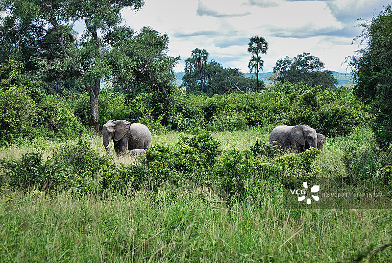 非洲象和象宝宝在坦桑尼亚鲁阿哈国家公园觅食图片素材