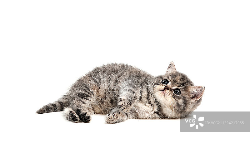 白色背景下的猫咪特写图片素材