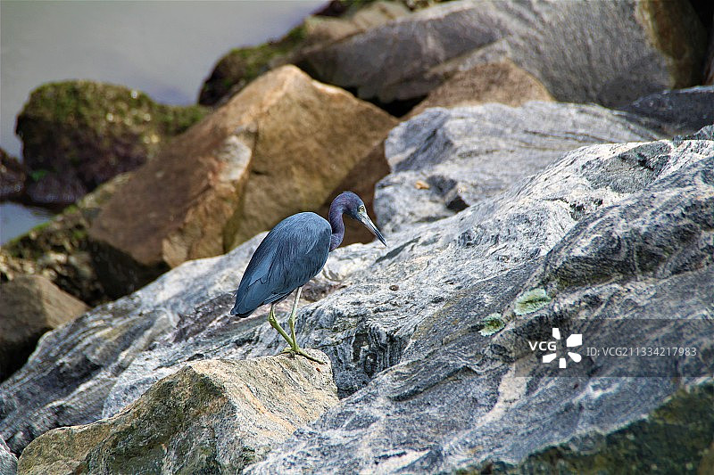 岩石上栖息的苍鹭特写，巴西图片素材