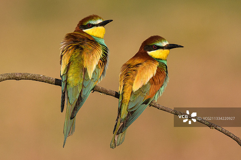 西班牙卡雷尔德尔卡尔瓦里树枝上的鸟类特写图片素材