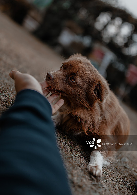 博美犬咬手指图片素材