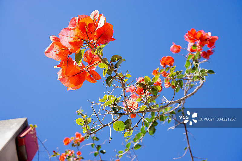 仰视视角下的橙色开花植物，背景为蓝天图片素材
