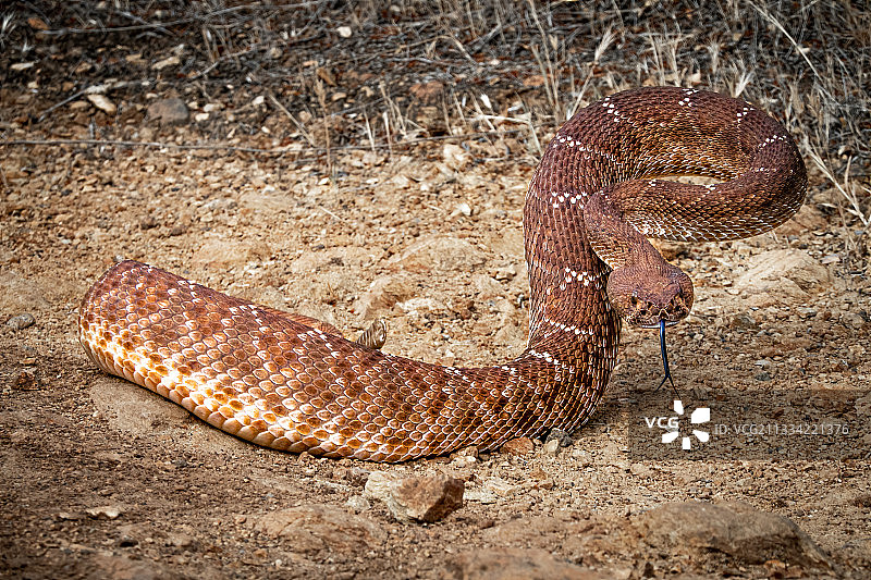 野外响尾蛇俯视图图片素材