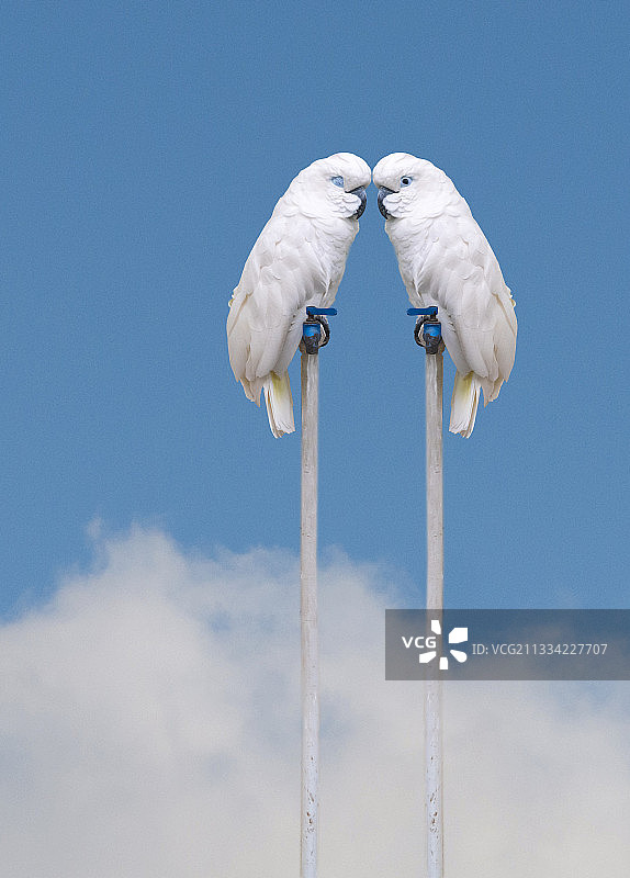 云端的直饮水站和水龙头上的两只交对接耳的白鹦鹉图片素材
