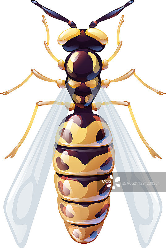 黄黑色黄蜂飞行昆虫微距摄影图片素材