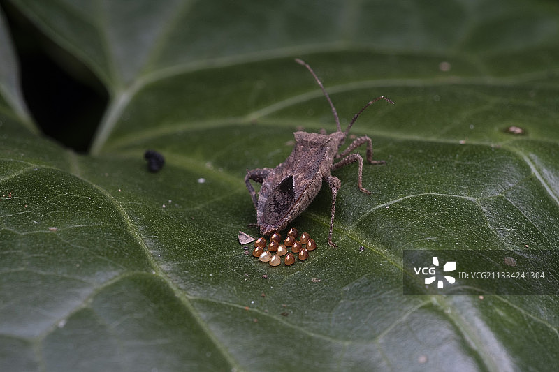 缘蝽产卵图片素材