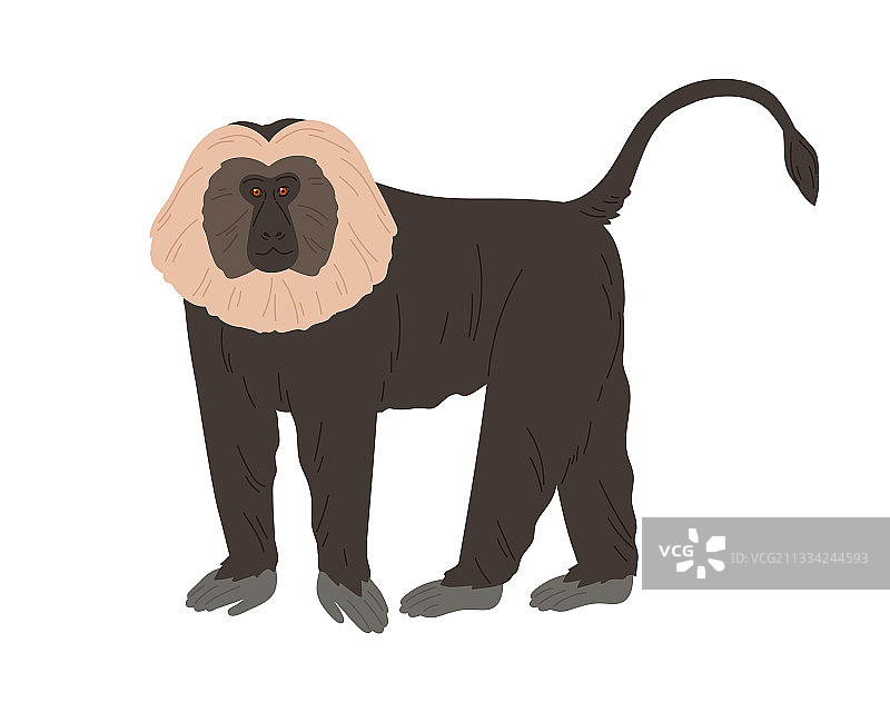狮尾猕猴或印度猴图片素材