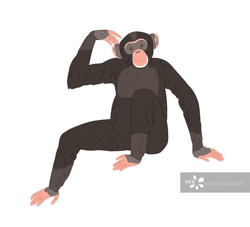 坐着挠痒痒的黑猩猩图片素材