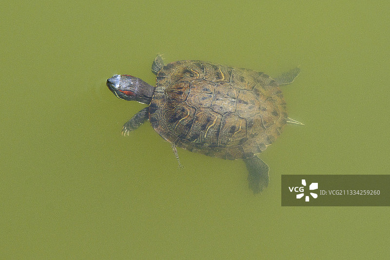 日本奈良湖中游泳的龟（高角度）图片素材