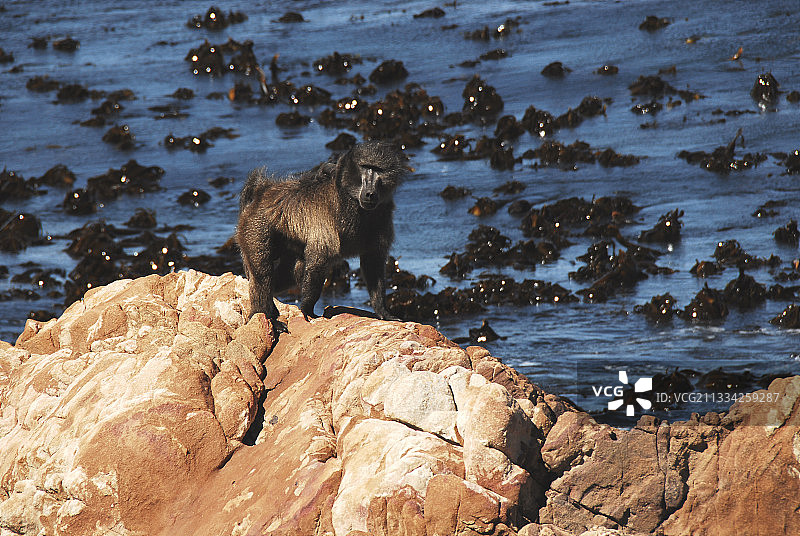 南非西开普省海边岩石上的雄性狒狒特写图片素材