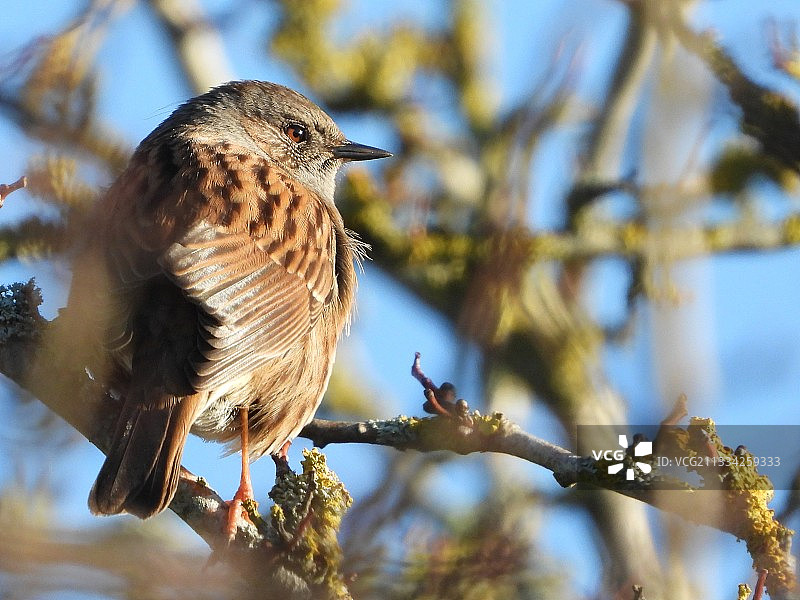 篱雀栖息树枝特写图片素材