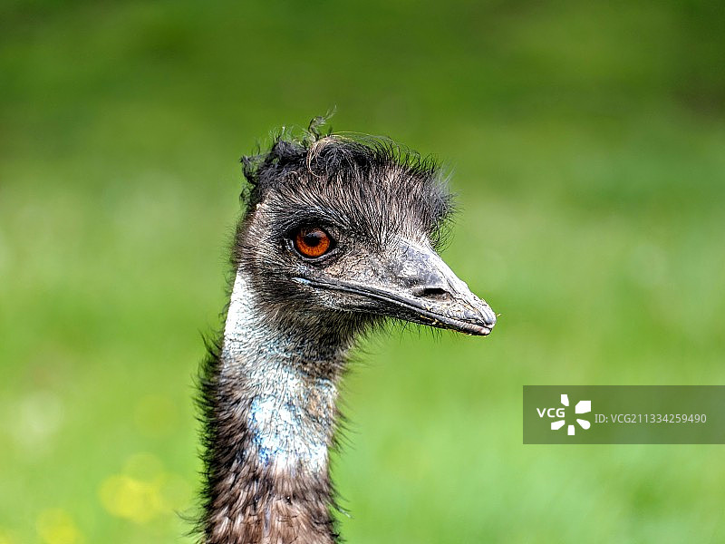 普通美洲鸵鸟特写图片素材