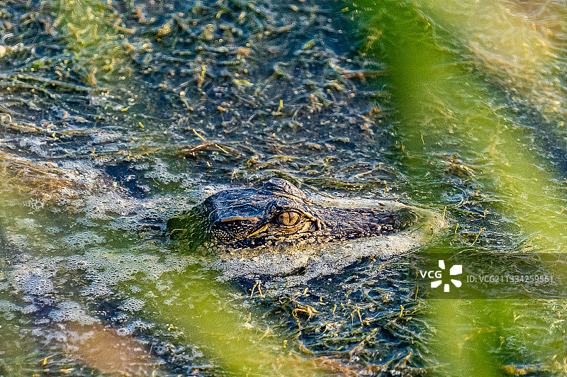 美国亨廷顿海滩州立公园湖中鳄鱼游泳的高角度视图图片素材