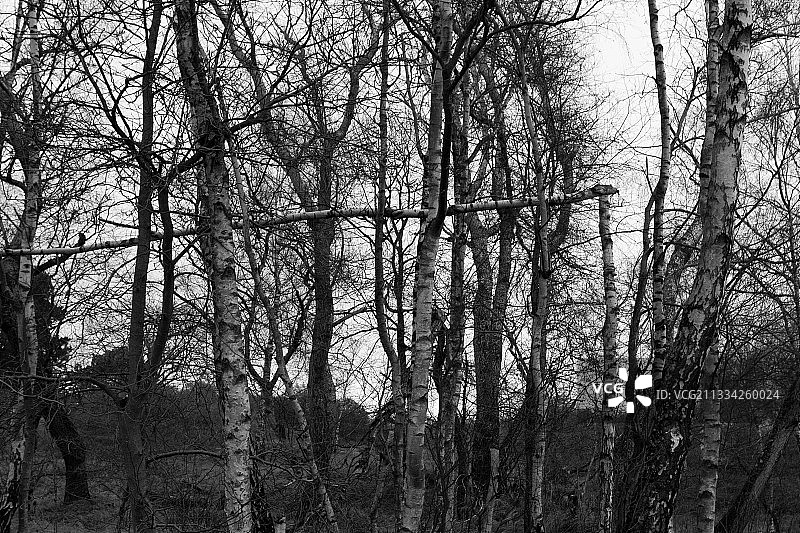 荷兰海牙森林中光秃秃的树木的低角度视图图片素材