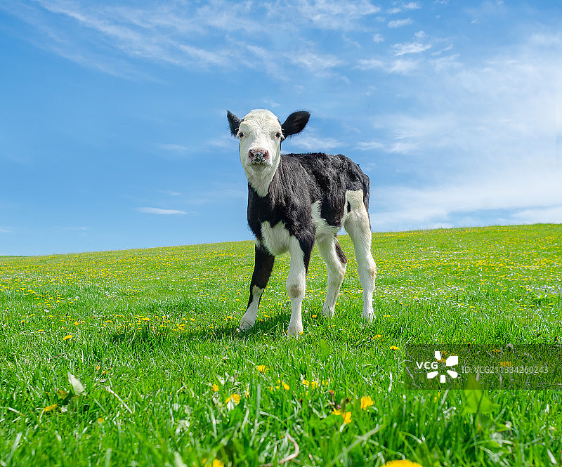 站在田野上的绵羊图片素材