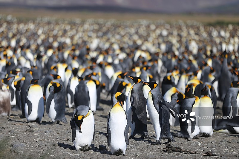 高角度拍摄的南乔治亚和南桑威奇群岛上的企鹅图片素材
