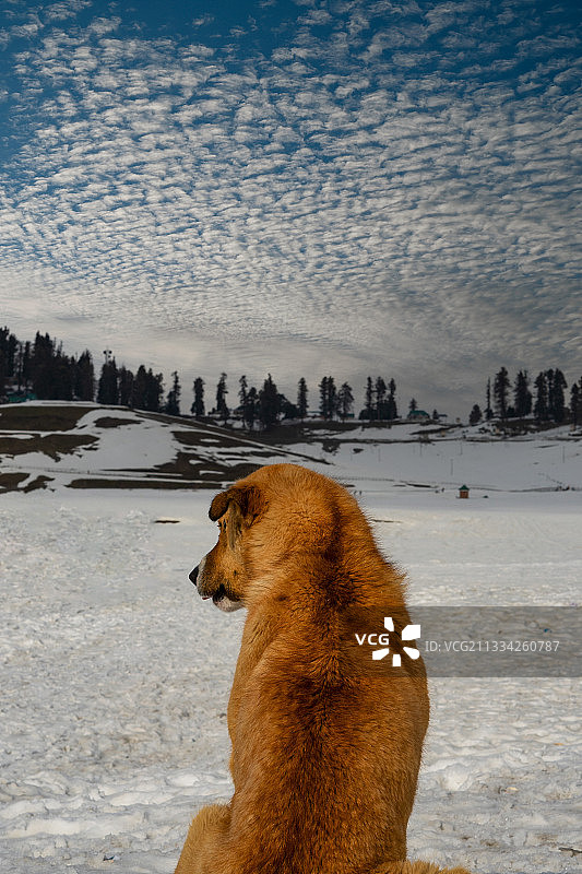 在雪地上坐着的狗的侧面视角图片素材