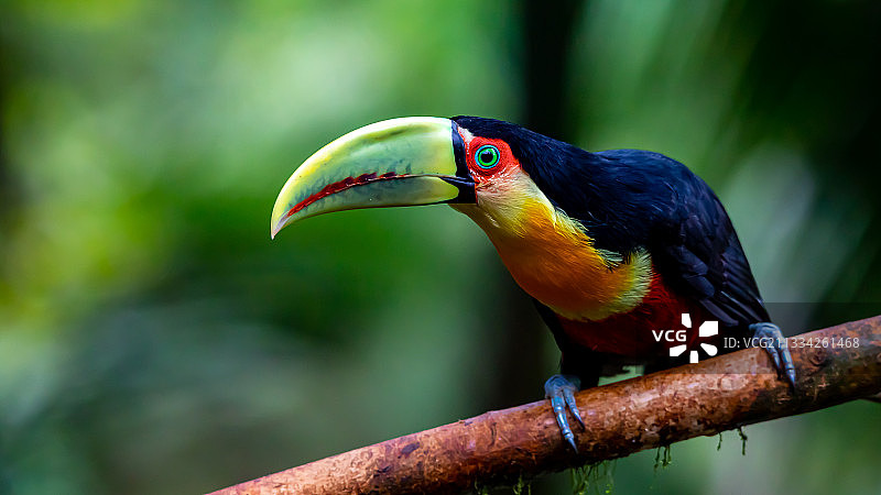 栖息在树枝上的巨嘴鸟特写图片素材